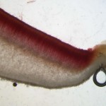 Sarcoscypha austriaca cut