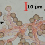 Phleogena faginea basidia