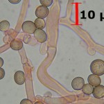 Phleogena faginea clamps
