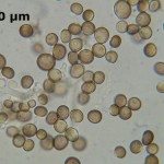 Phleogena faginea spores2