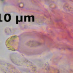 Auriporia aurulenta lamprocystidia