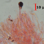 Merulicium fusisporum cystidia excrete