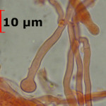 Xylodon asperus