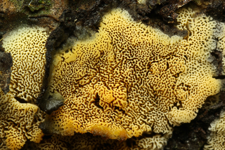 Antrodiella_niemelaei (47) stefanblaser.ch