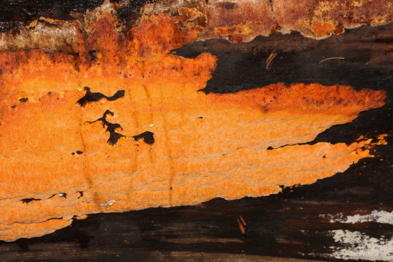 Auriporia_aurulenta (7) stefanblaser.ch