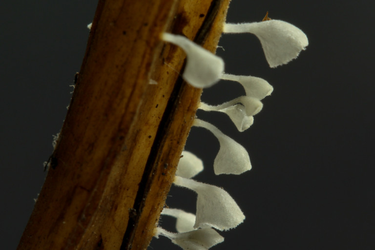 Calyptella_capula (16) stefanblaser.ch