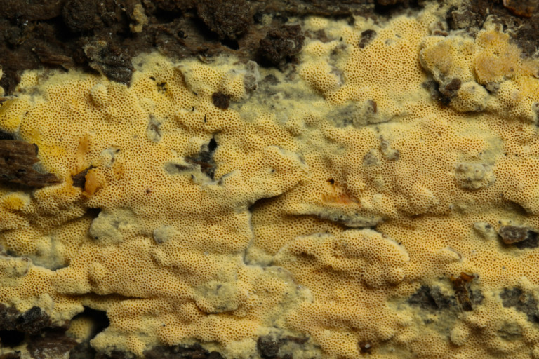 Ceriporia aurantiocarnescens (2) stefanblaser.ch