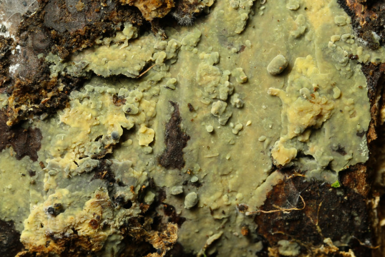 Flavophlebia_sulfureoisabellina (1) stefanblaser.ch