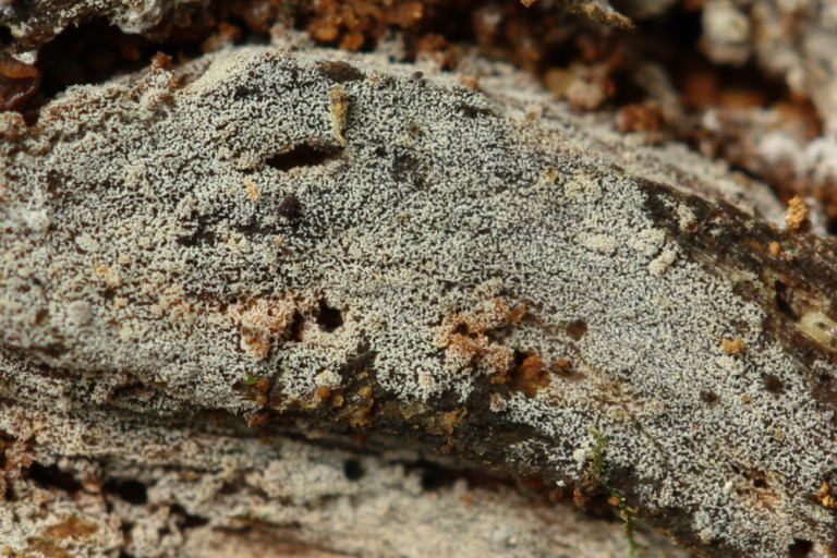 Hypochnicium_cymosum (23) stefanblaser.ch