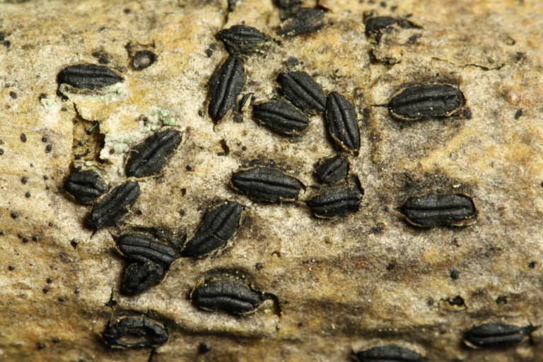 Hysterographium_fraxini (10) stefanblaser.ch