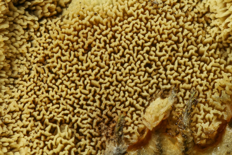 Leucogyrophana_pinastri stefanblaser.ch