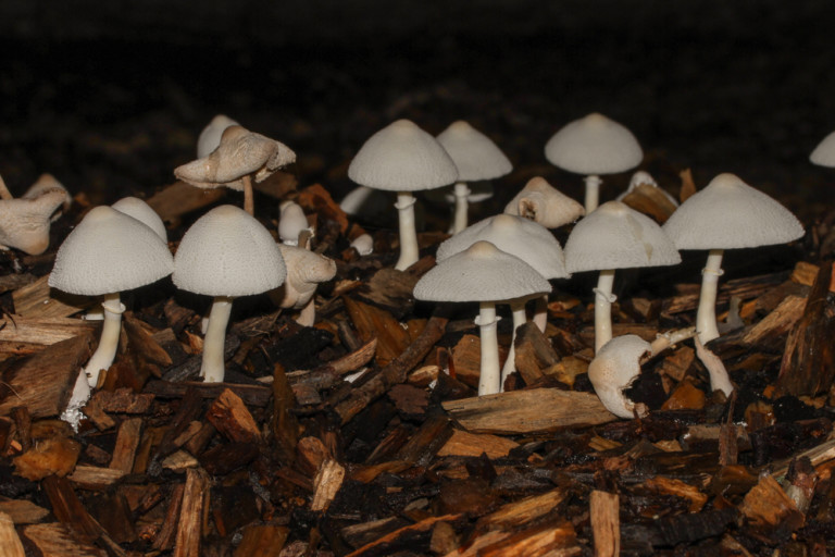 Leucocoprinus_cepistipes (3) stefanblaser.ch