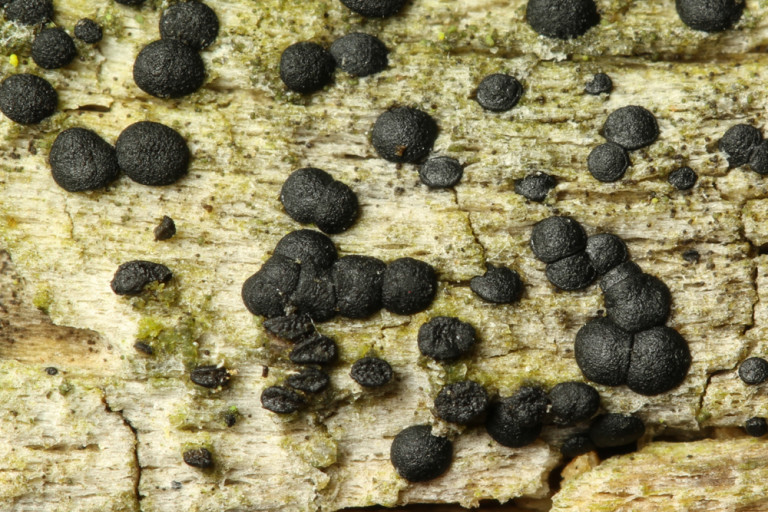 Patellaria_atrata (5) stefanblaser.ch