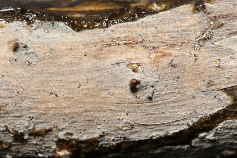 Peniophora_lycii (15) stefanblaser.ch