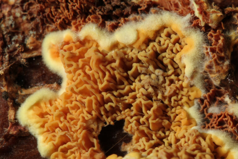 Pseudomerulius_aureus (2) stefanblaser.ch