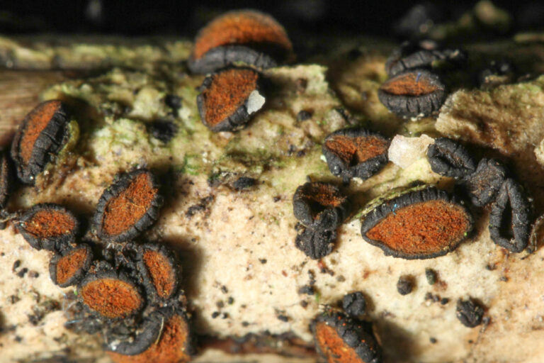 Rhytidhysteron_hysterinum stefanblaser.ch