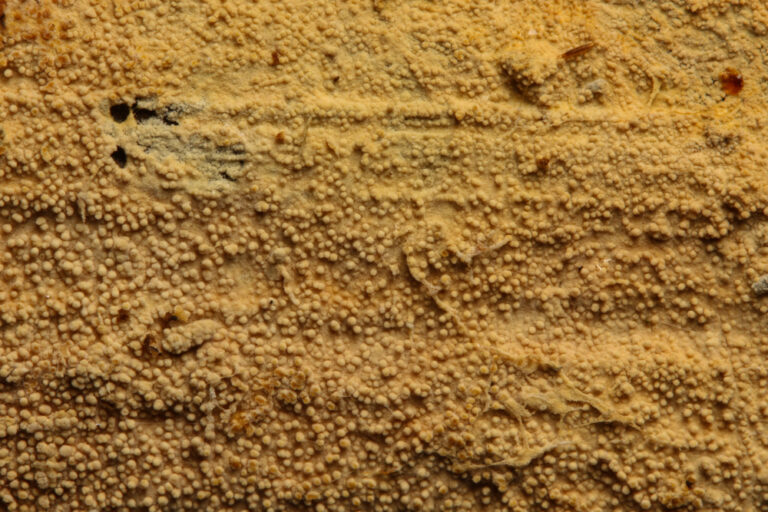 Xenasmatella_alnicola_Trechispora_alnicola stefanblaser.ch