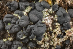 Bacidia bagliettoana