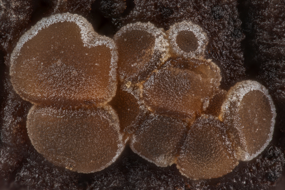 Hyphodiscus theiodeus