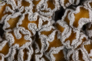 Neodasyscypha cerina