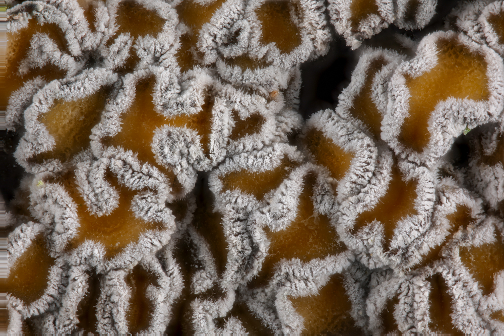 Neodasyscypha cerina