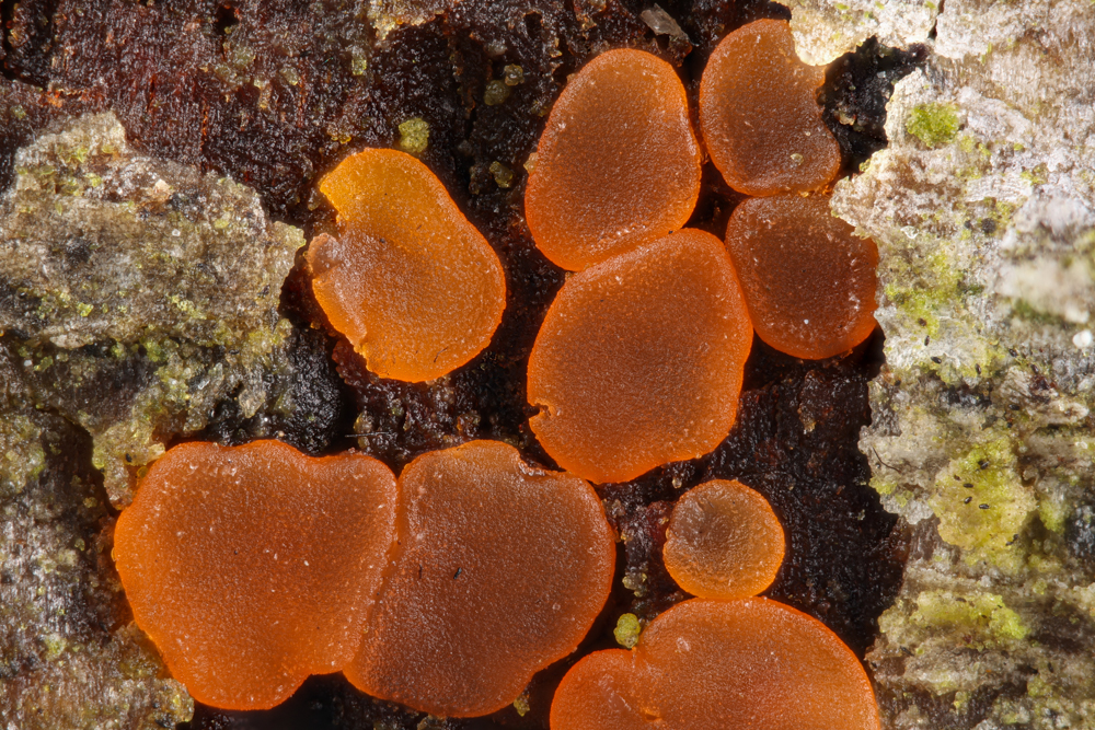 Orbilia aurantiorubra