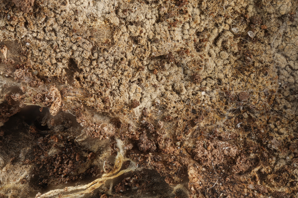 Trechinothus smardae